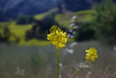 DSC_6114 (Large).JPG